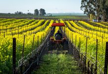 CLIMATE CHALLENGES: HOW THE ITALIAN WINE INDUSTRY RESPONDS